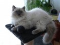 /album/fotogaleria-daisy-modry-smaragd-sk-mam-from-litter-a/p1060729e-jpg/