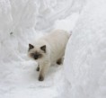 /album/fotogaleria-daisy-modry-smaragd-sk-mam-from-litter-a/p2171558ef-jpg/