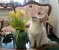 /album/fotogaleria-daisy-modry-smaragd-sk-mam-from-litter-a/sp-a0044e-jpg/