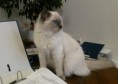 /album/fotogaleria-daisy-modry-smaragd-sk-mam-from-litter-a/sp-a0035e-jpg/